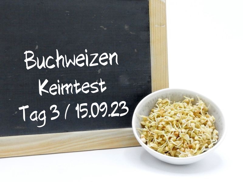 buchweizen-bio-keimtest-tag-3