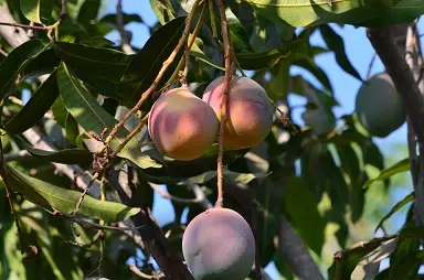 Mango-Peru-Frucht-am-Baum