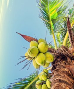 Kokosnuss an einer Palme