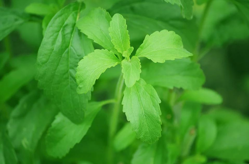 Stevia-Blaetter-an-der-Steviapflanze