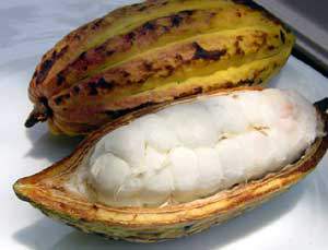 Kakaoschote ganz